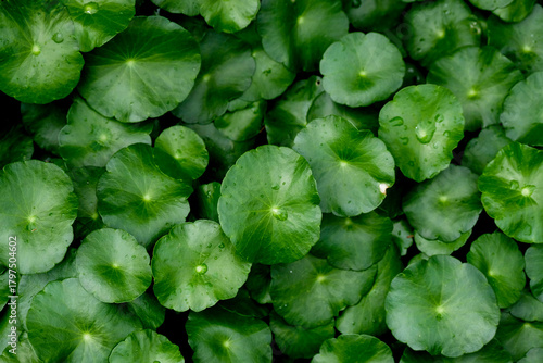 Centella asiatica , Asiatic pennywort, gotu kola is commonly used for traditional medicine