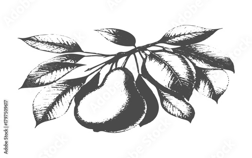 Vintage engraving of pear branch with single fruit and leaves for design and decoration