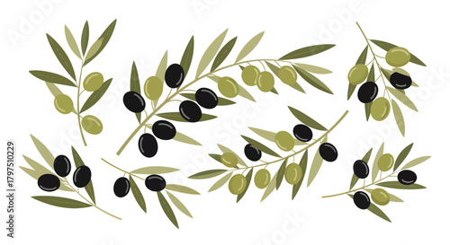 Olive branches with green and black olives and leaves on a white background.