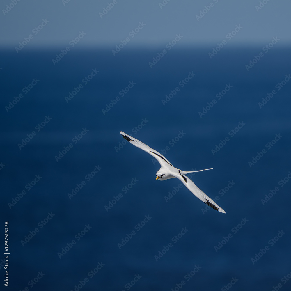 Obraz premium sea bird