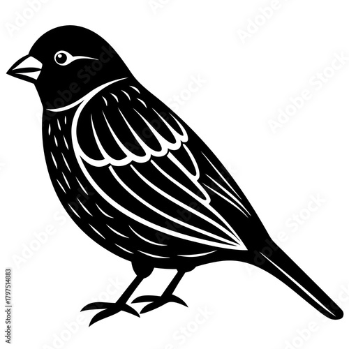 bird on a white background
