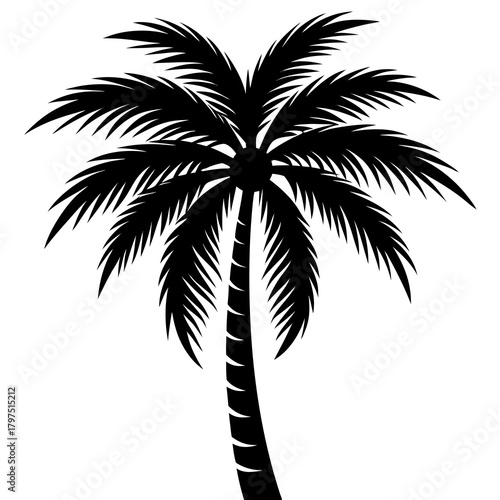 silhouette of palm tree isolated
