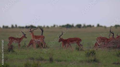 Thomson's gazelles standing in the open plains of Kenya grassland, scouting the field for danger