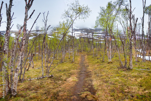 Lappish landscapes of north...