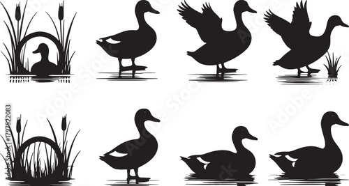 Duck silhouettes collection with flying, walking, swimming poses and reeds in nature landscape