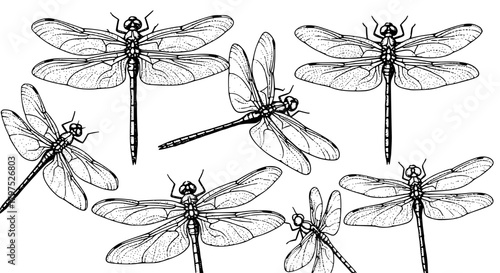 set of dragonfly, A black and white stipple drawing rendered in a dense pointillism style, featuring a set of six dragonflies. The drawing employs a high contrast aesthetic