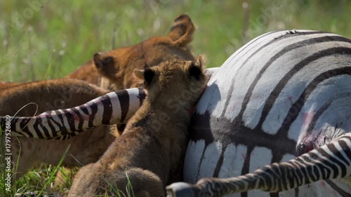 Lioness and Cubs Feeding on Zebra in the African Savannah