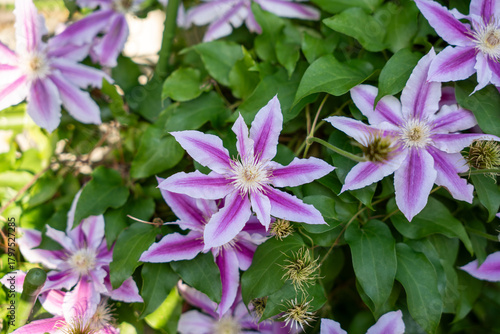 Pink and White Clematis Blossoms
