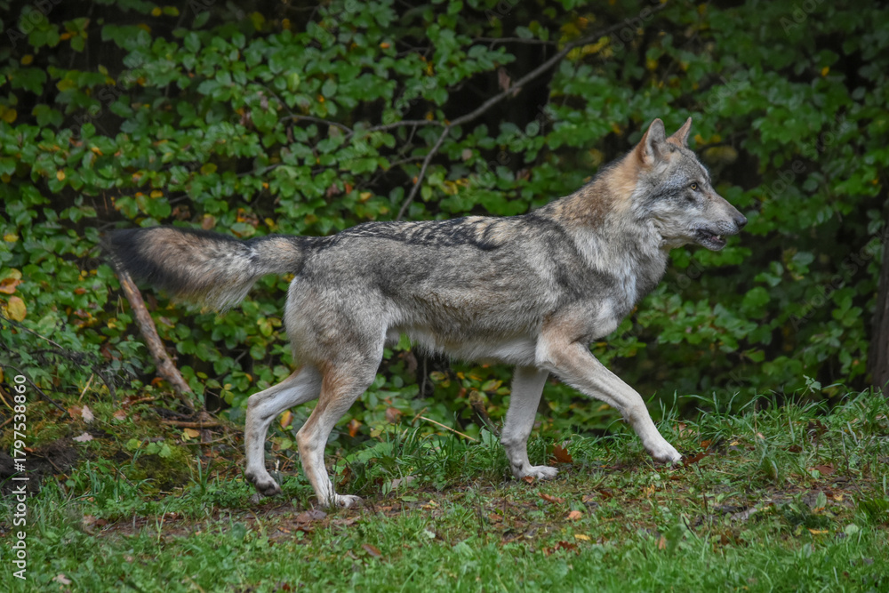 Fototapeta premium Running wolf near the forest in front of green trees
