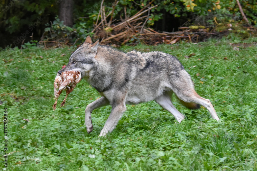 Fototapeta premium Wild wolf eating a whole chicken prey