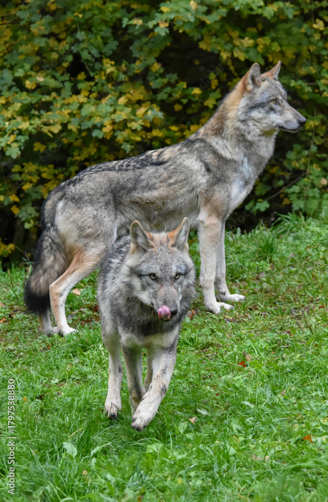 Fototapeta premium Two wolves carrying whole chickens in their mouths