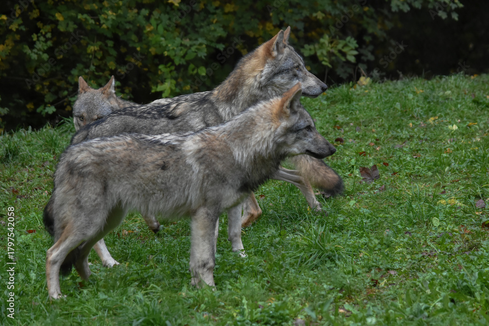 Fototapeta premium Wolf pack gathered on the forest edge