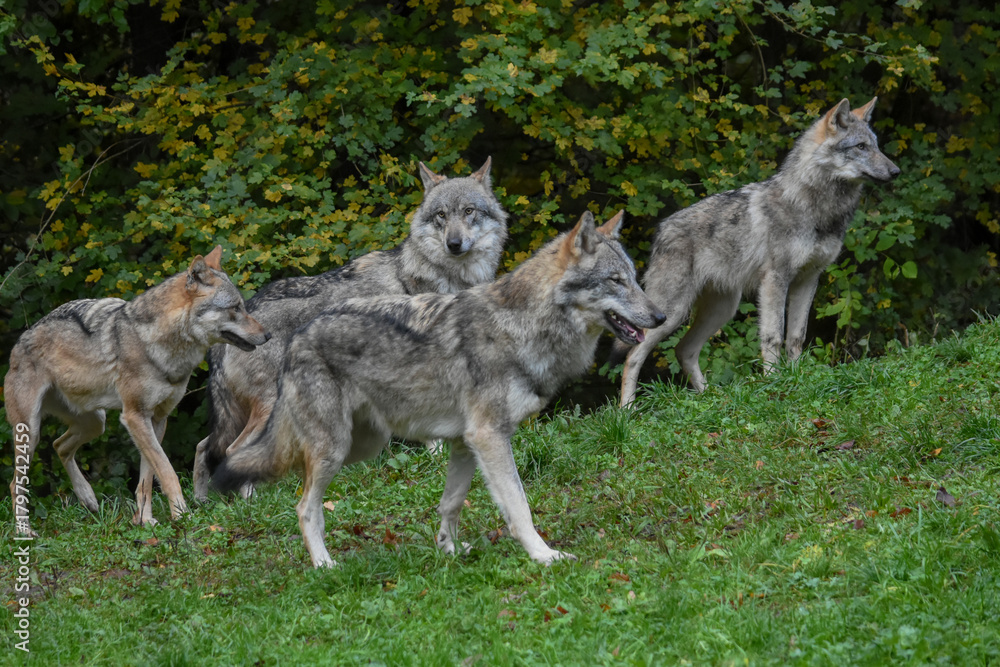 Fototapeta premium Wolf pack gathered on the forest edge