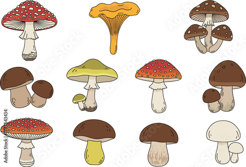 Wild Forest Mushroom Vector Collection Including Amanita, Chanterelle, and Boletus, Ideal for Autumn Nature, Foraging, and Organic Food Concepts. 