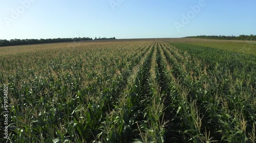 Aerial view of a vast corn field with young plants in orderly rows