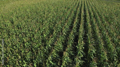 Aerial view of a vast corn field with rows of young plants in full growth