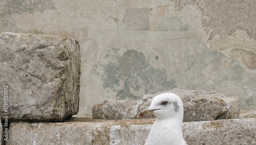 Gray stone blocks surrounded by soil and a seagull, erosion risk