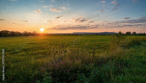 Fototapeta Naklejka Na Ścianę i Meble -  Near sunset in an open field, highlighting seasonal change, summer is approaching