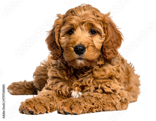 Adorable red Cobber dog aka Labradoodle dog puppy, laying down side ways. Looking straight to camera, closed mouth. Isolated cutout on a transparent background png 