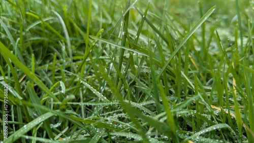 Canvas Print Raureif auf Gras