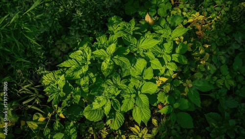 Fototapeta Naklejka Na Ścianę i Meble -  Lush green foliage in a summer park, ideal for outdoor relaxation