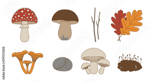 Illustration of autumn elements including a fly agaric mushroom, porcini mushroom, chanterelles, oak leaves, twigs, a stone, white mushrooms, and a small patch of moss.