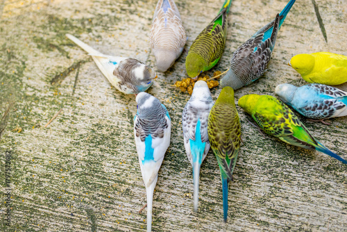 Group of parakeets eating a snack