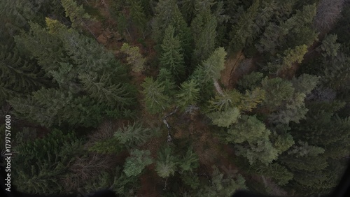 Green forest in slovenia