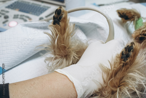 A small purebred dog undergoes an ultrasound examination in a veterinary clinic. Concept diagnostic imaging