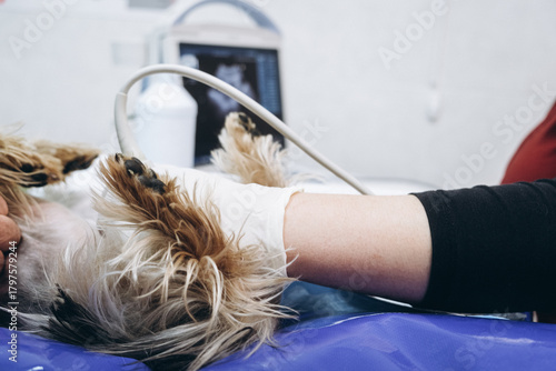 A small dog undergoes diagnostic ultrasound examination in a veterinary clinic. Concept diagnostic imaging