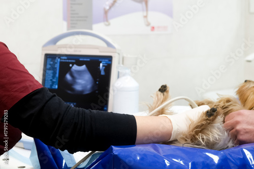 A small dog receives an ultrasound scan for medical assessment in a veterinary clinic. Concept diagnostic imaging