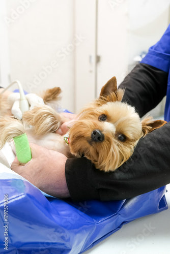 A small dog receives an ultrasound scan for medical assessment in a veterinary clinic. Concept diagnostic imaging