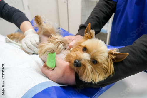 A small purebred dog undergoes an ultrasound examination in a veterinary clinic. Concept diagnostic imaging