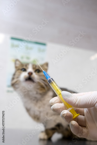 A veterinarian holds a syringe with a young cat in the background in a veterinary clinic. Concept medical care
