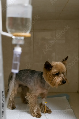 An intravenous catheter is already placed in a dog’s paw in a veterinary hospital setting. Concept medical treatment