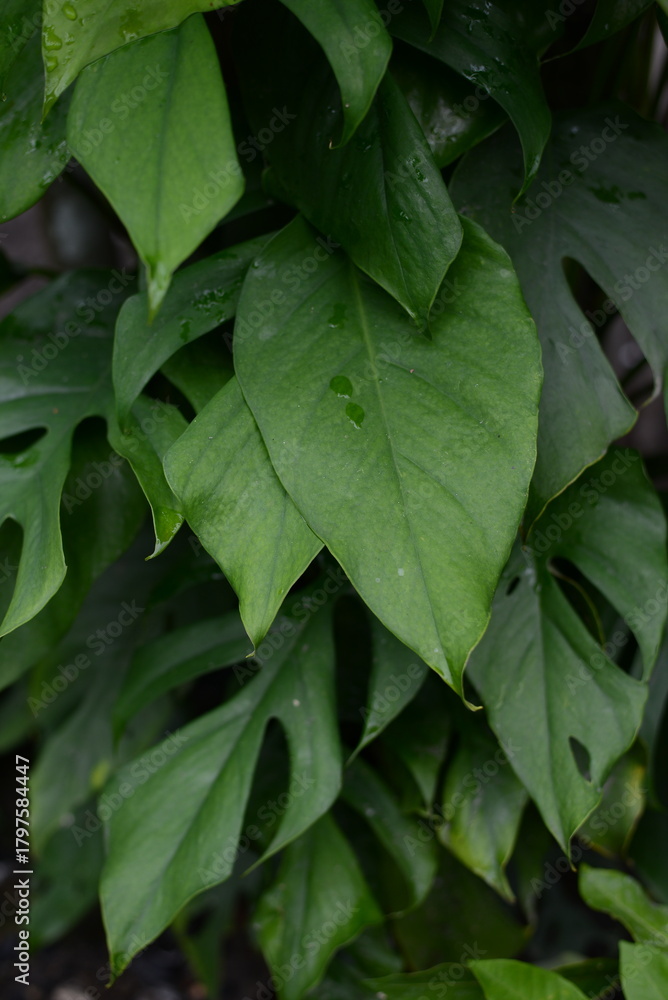 Fototapeta premium green leaves background
