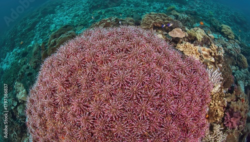 Long-spined sea urchins res...