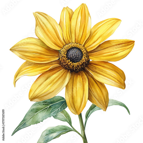 Rudbeckia Flower, watercolor illustration featuring soft shadows and luminous, isolated on a white background.