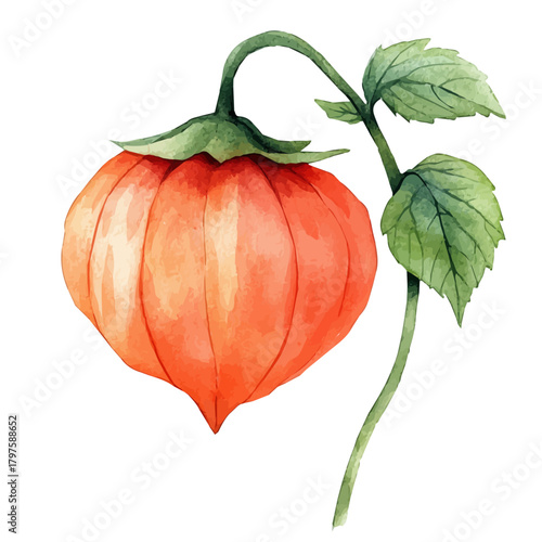 Physalis Flower, watercolor illustration featuring soft shadows and luminous, isolated on a white background.