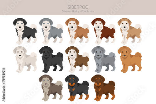 Siberpoo dog. Husky doodle clipart. Siberian husky Poodle mix. Different coat colors set.  Vector illustration