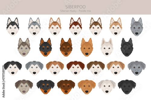 Siberpoo dog. Husky doodle clipart. Siberian husky Poodle mix. Different coat colors set.  Vector illustration