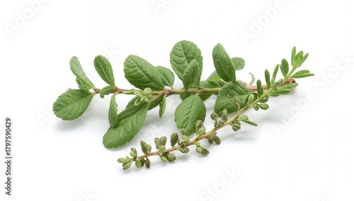 Oregano leaves and marjoram...