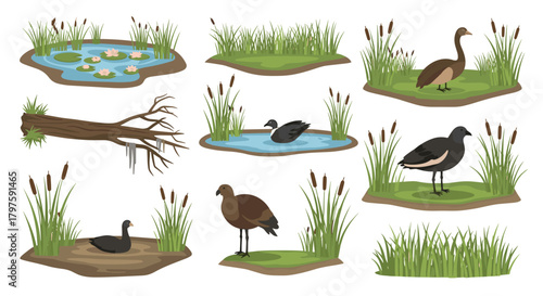 Delightful marsh landscape with ducks, lily pads, cattails, and fallen log for creating children's book illustrations and educational resources