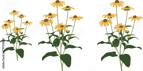 Black-eyed Susan flower cluster illustration, stylized botanical vector, yellow petals and brown cone, nature clipart, garden design elements, isolated on white
