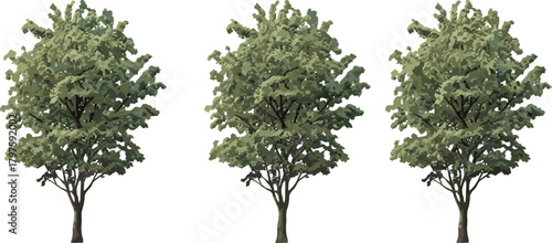 Deciduous tree illustration set, stylized botanical vector, dense green foliage, nature clipart, landscape design elements, isolated on white background
