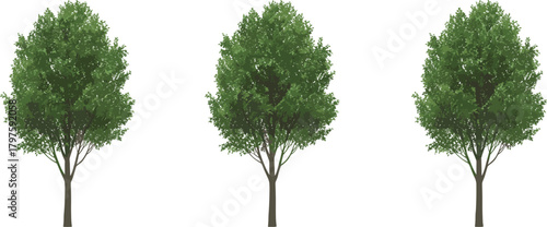 Deciduous tree illustration set, stylized botanical vector, full green foliage, nature clipart, landscape design elements, isolated on white background