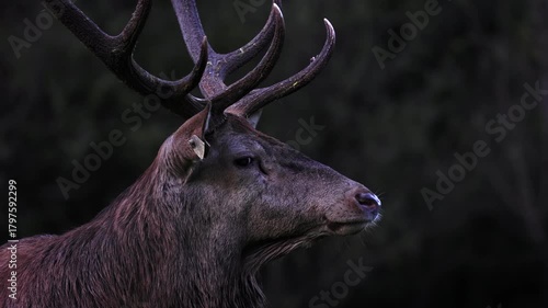 Adult male deer in the rutting season. Roaring of the male deer.