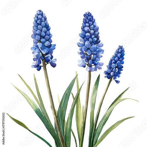 Foto Muscari Flower, watercolor artwork with intricate patterns and vibrant, isolated on a white background