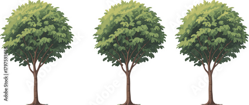 Deciduous tree illustration set, stylized botanical vector, symmetrical green canopies and brown trunks, nature clipart, landscape design elements, isolated