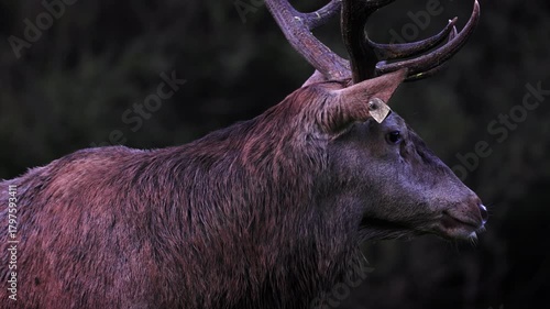 Adult male deer in the rutting season. Roaring of the male deer.